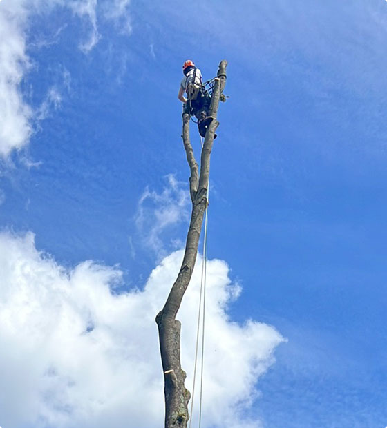 grimpeur en hauteur pendant l'élagage d'un arbre