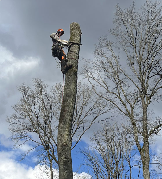 grimpeur pendant l'abbatage délicat d'un arbre dangereux
