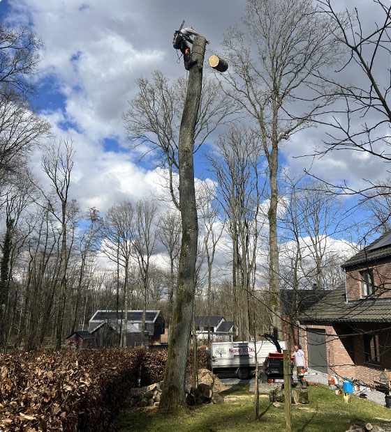 abbatage délicat d'un arbre dangereux