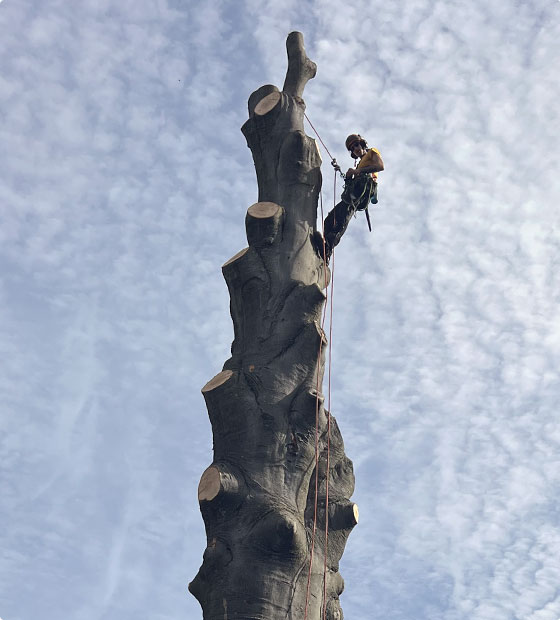 grimpeur élageur pendant l'abattage délicat d'un arbre en province de Liège