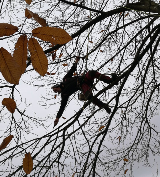 grimpeur élagueur dans un arbre dans la région de Liège