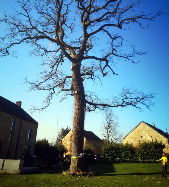 élagage d'un arbre dans la province de Liège