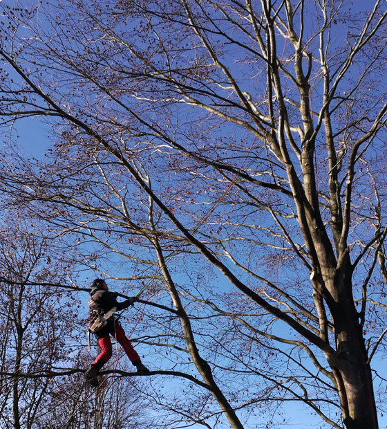 élagueur pendant une taille douce d'un arbre
