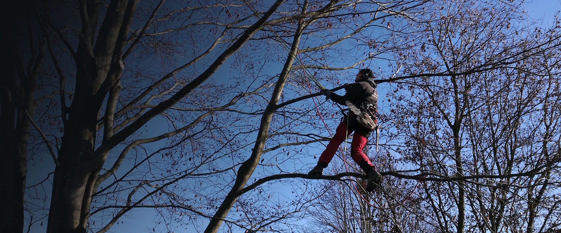 élagueur dans un arbre