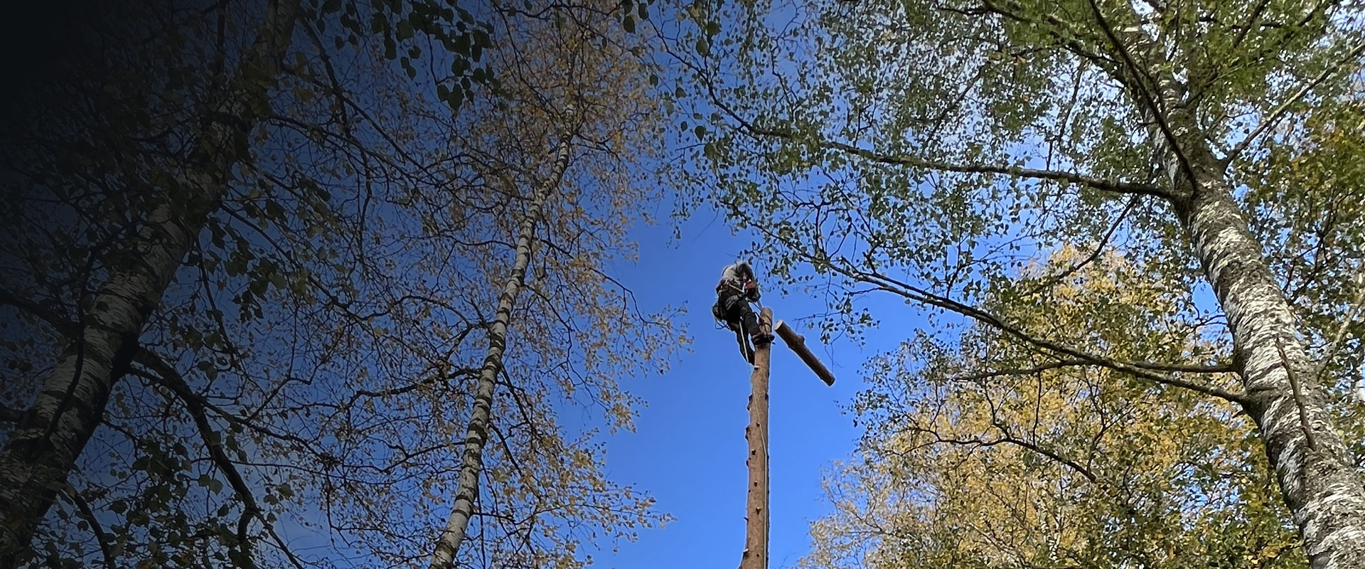abbatage délicat d'un arbre dangereux en province de Liège