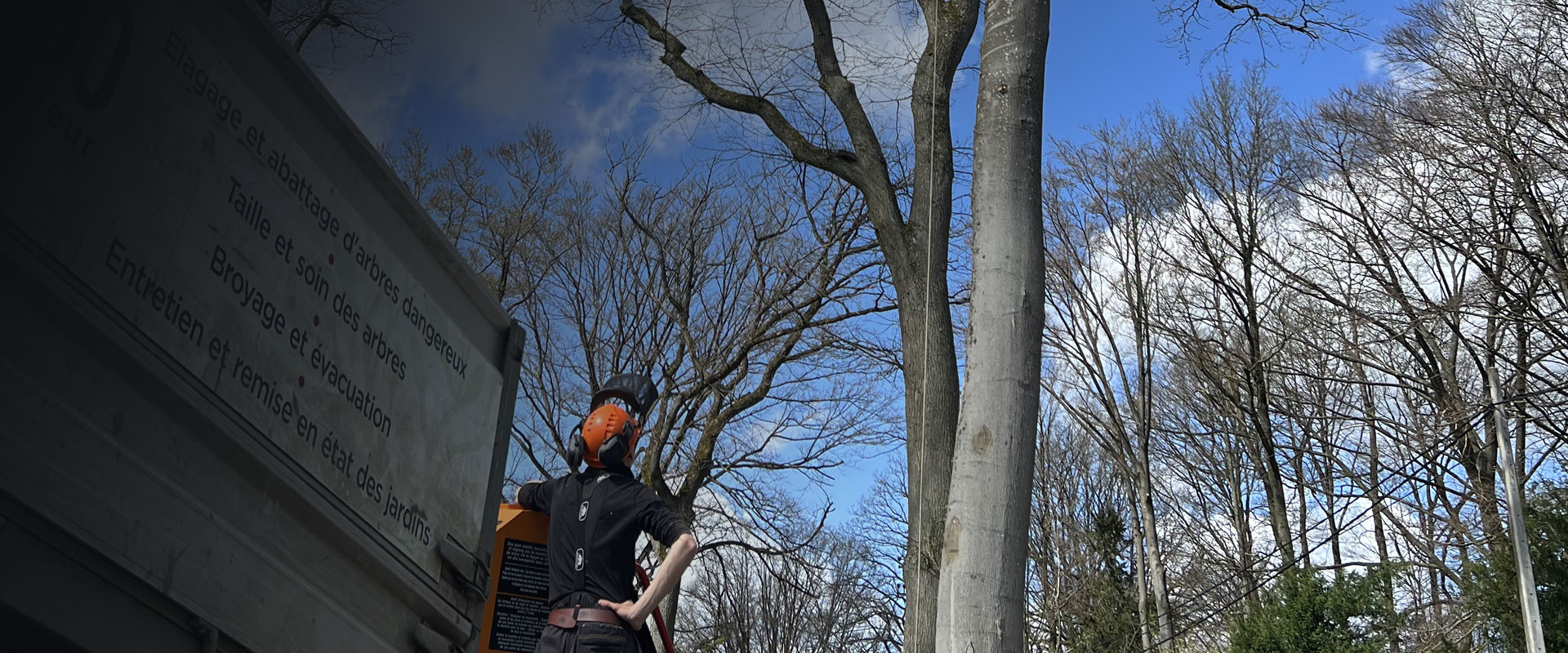 élagueur devant un arbre